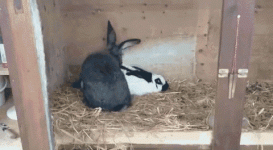 4vvzxe127gcj.gif 4vvzxe127gcj.gif