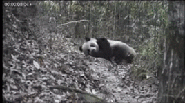 nsn6r5av0zuw.gif nsn6r5av0zuw.gif