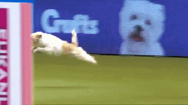 d9bdth8am0mq.gif d9bdth8am0mq.gif