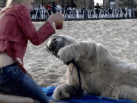 zdwe3kgzltaw.gif