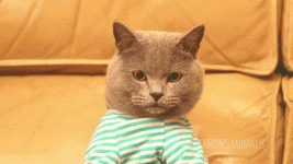 7g81n0su27pd.gif