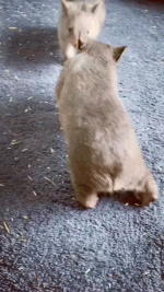 o6c4u5pbgqrk.gif o6c4u5pbgqrk.gif