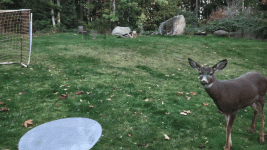 gf0gifay4uzf.gif gf0gifay4uzf.gif