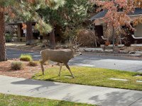 cpu0d2qx8gqy.jpeg cpu0d2qx8gqy.jpeg