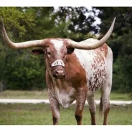 Bevo14