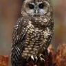 HustlinOwl