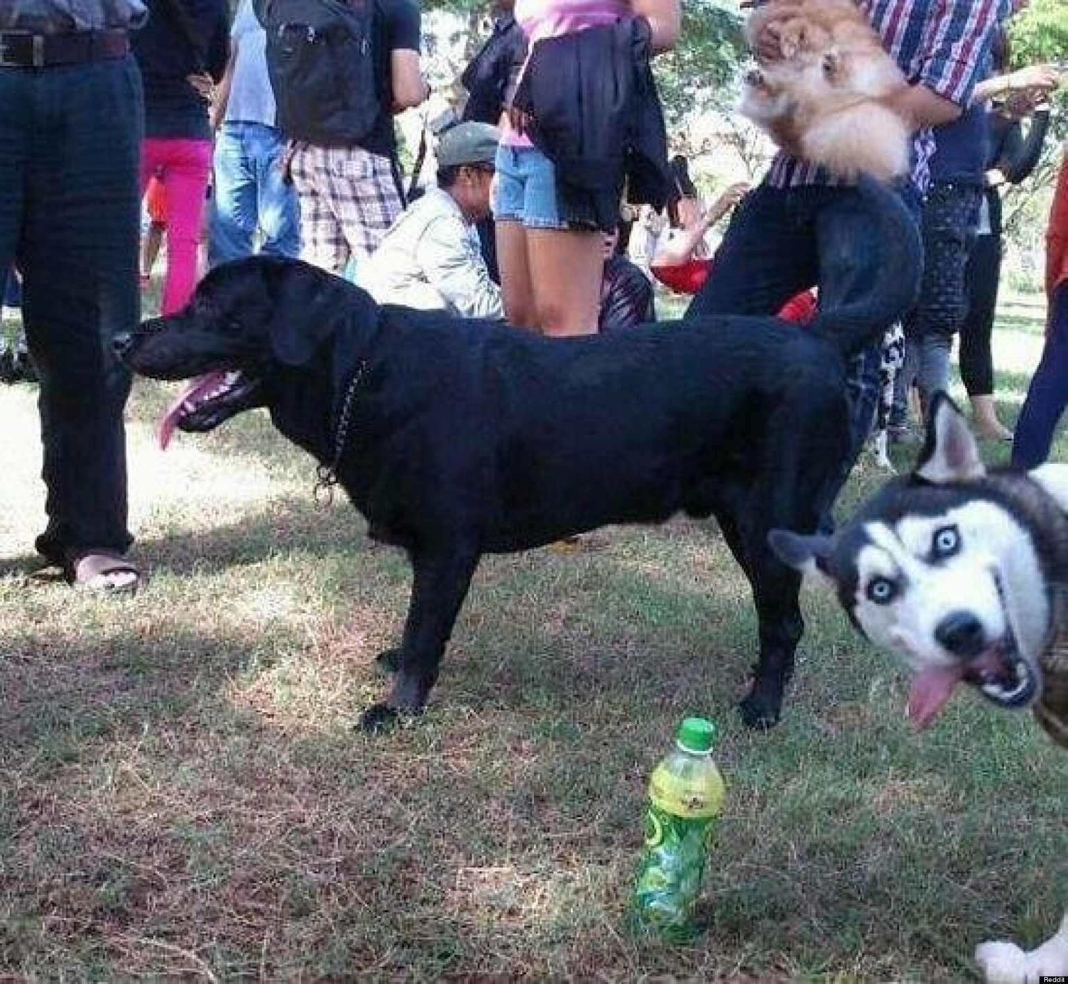 o-HUSKEY-PHOTOBOMB-facebook.jpg