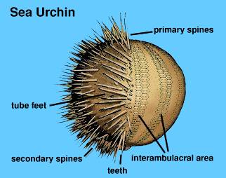 Urchin.jpg