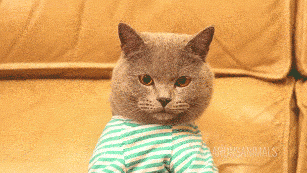shitposting-cat.gif