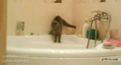 1316448307_cat_jumps_over_bath_tub.gif