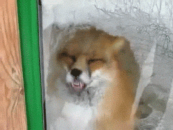 tumblr_m74s62BZUO1rzl4o2o1_250.gif
