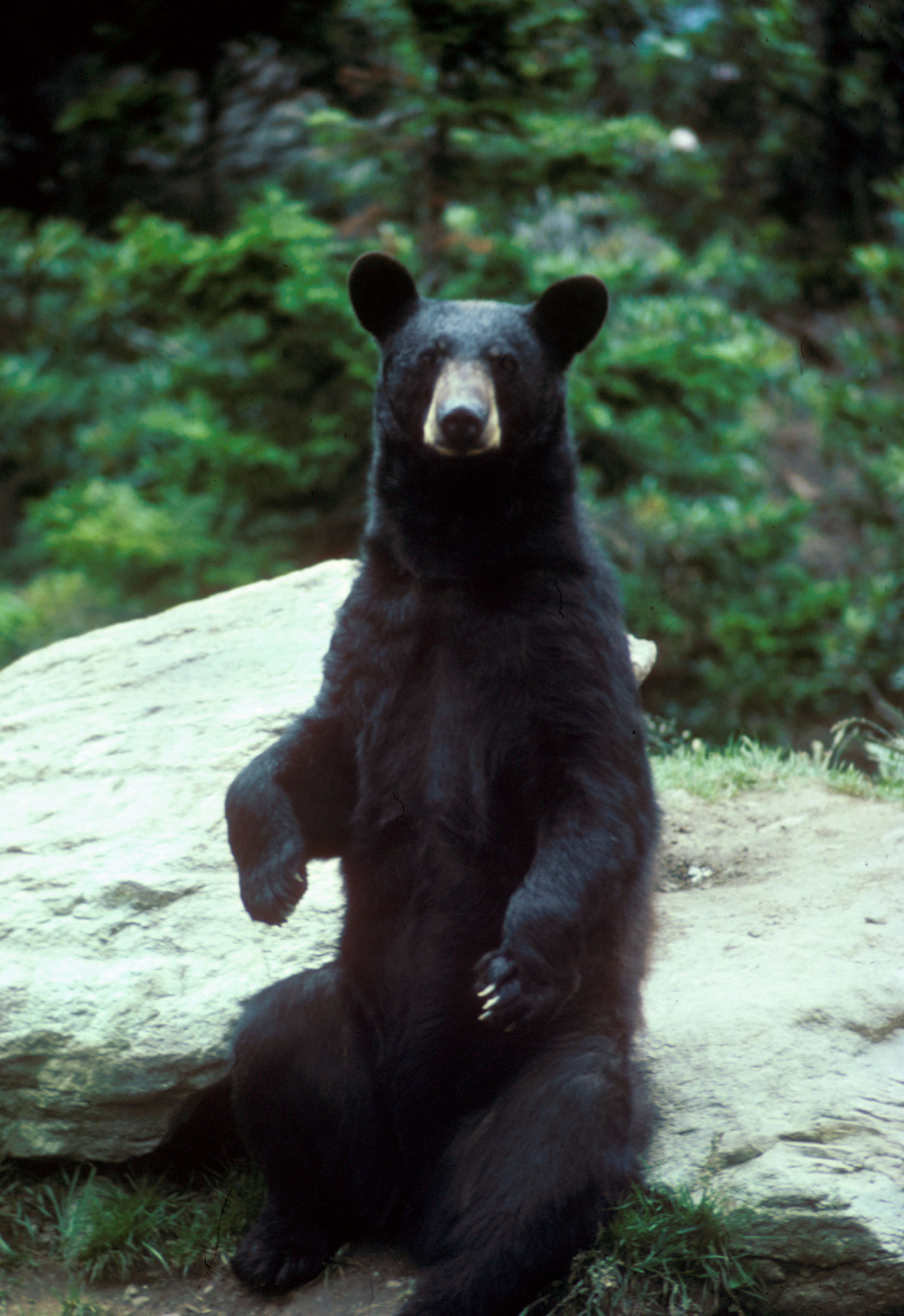 Black_bear_large.jpg