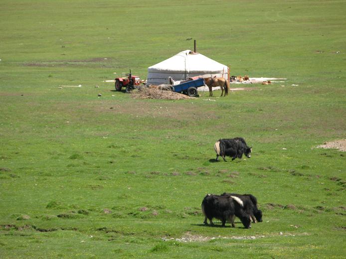 2_yurt_yaks.jpg