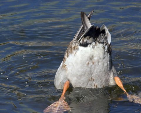 duckbutt-jpg.8399