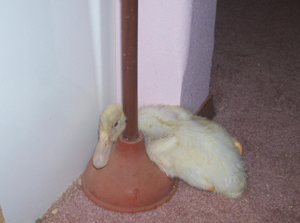 Plunger_Duck_2_by_Narabeth.jpg