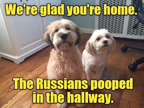 Dogs_Even_Dogs_Blaming_Russia.jpg
