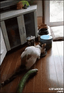 cats-cat.gif