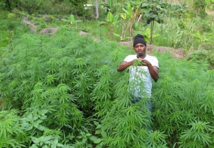 Jamaique_cannabis-f67d8.jpg