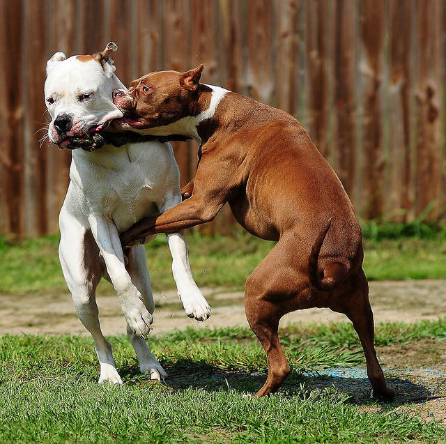 1358780142_dog-fight-pitbull-Favim.com-156499.jpg