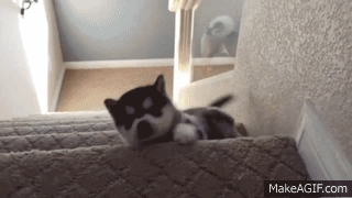 dogfallingstairs-Abbie-Smith.gif