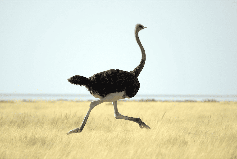 6655a935aee6d0c5f3d7a8a5-ostrich.png