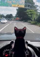 kitten-police-chase.gif