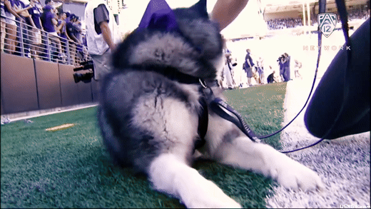 60-washington-huskies-cute-husky-moment.gif