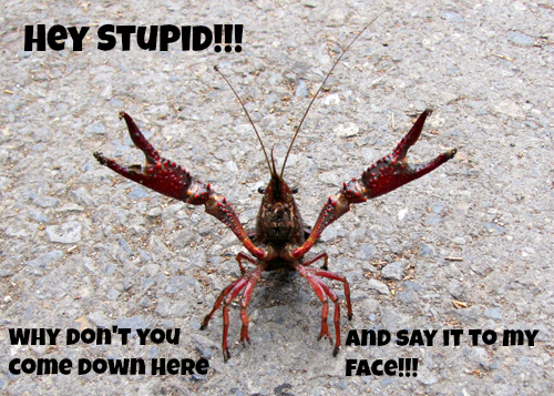 Belligerent-crayfish-Hey-stupid.jpg