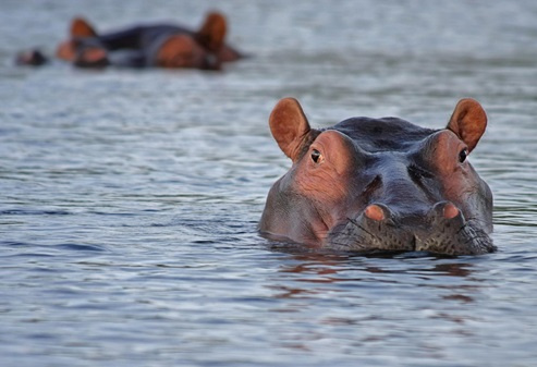 hippo-hippopotamus-animal-look-751533544.jpg