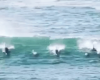 dolphin-paddle.gif