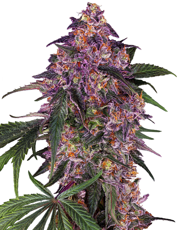 0000036-sensi-purple-kush-feminized-seeds-800.png
