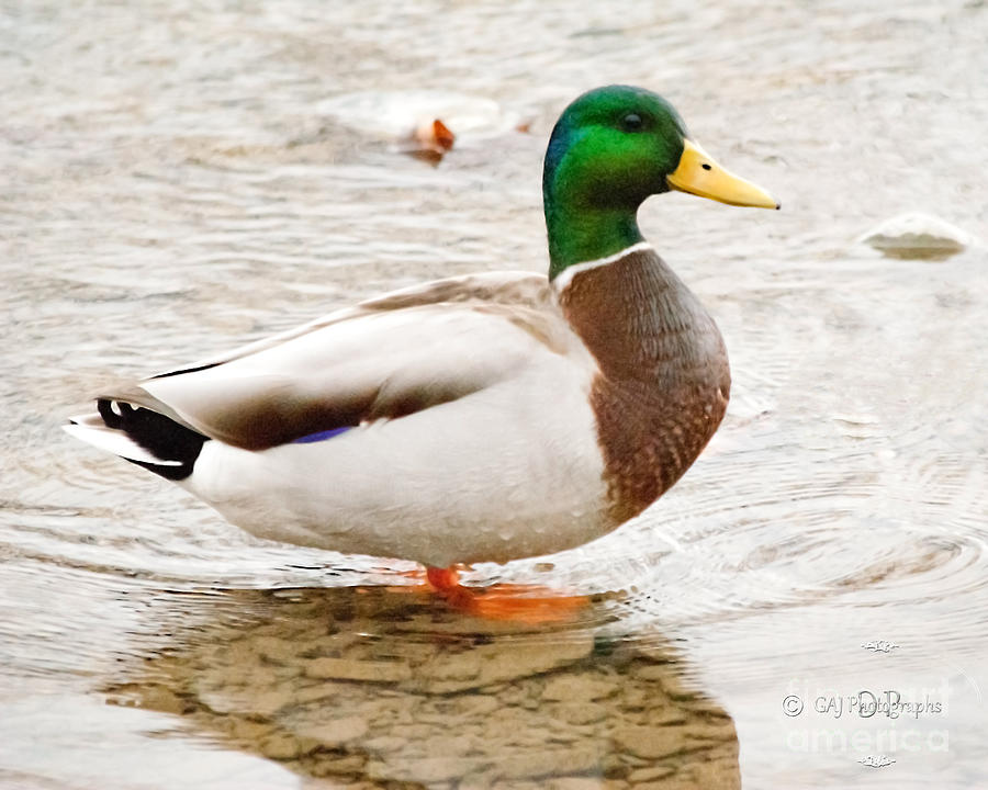 male-duck-or-drake-tami-seddon.jpg