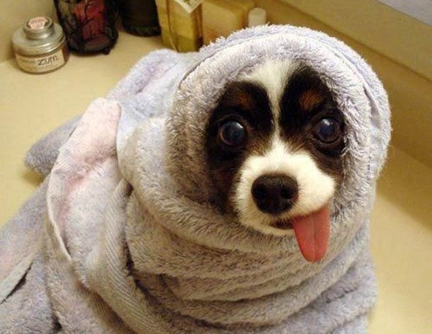 animal-cute-dog-puppy-tongue-towel-Favim.com-107306.jpg