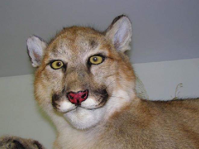 taxidermy-more-like-taxiderpy-20-pics-6.jpg