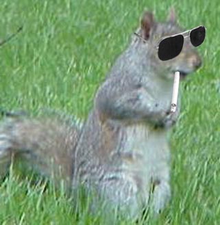squirrel_-_in_sunglasses_and_cigarette.0.jpg