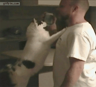 1364408151_cat_drinks_out_of_guys_mouth.gif