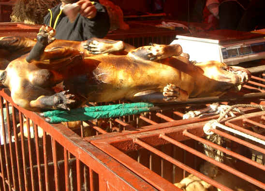dog-meat-34.jpg
