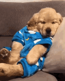 golden-retriever-pijama.gif