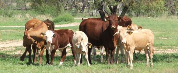 cow_calf_585x241.jpg