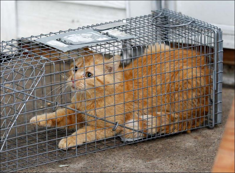 CTY-cats27p-unhappy-cat-in-cage.jpg