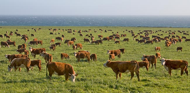 cattle_2.jpg