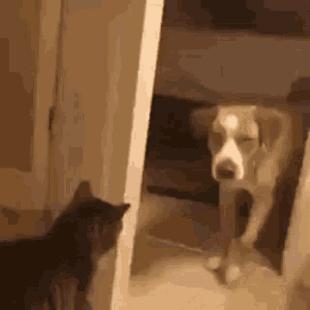 funny-cat-make-the-dog-leave-u7c6ahv4xen51q7n.gif