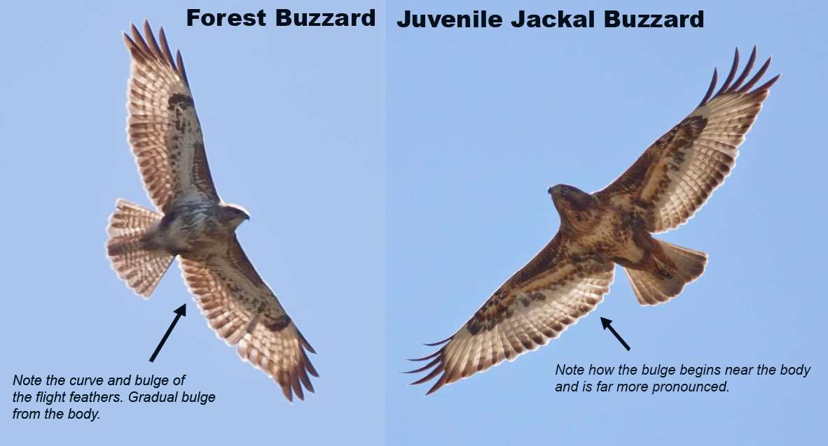 forest-buzzard-and-jackal-buzzard.jpg