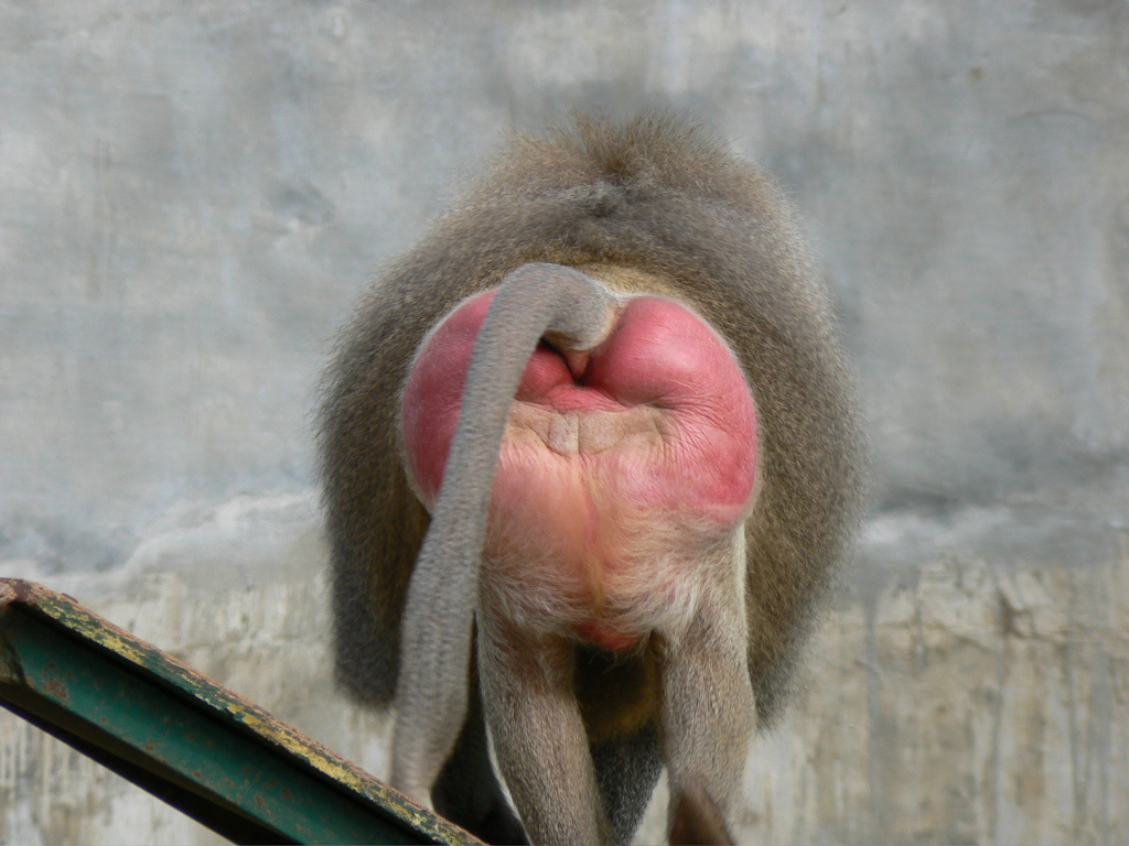 baboon-buttocks.jpg