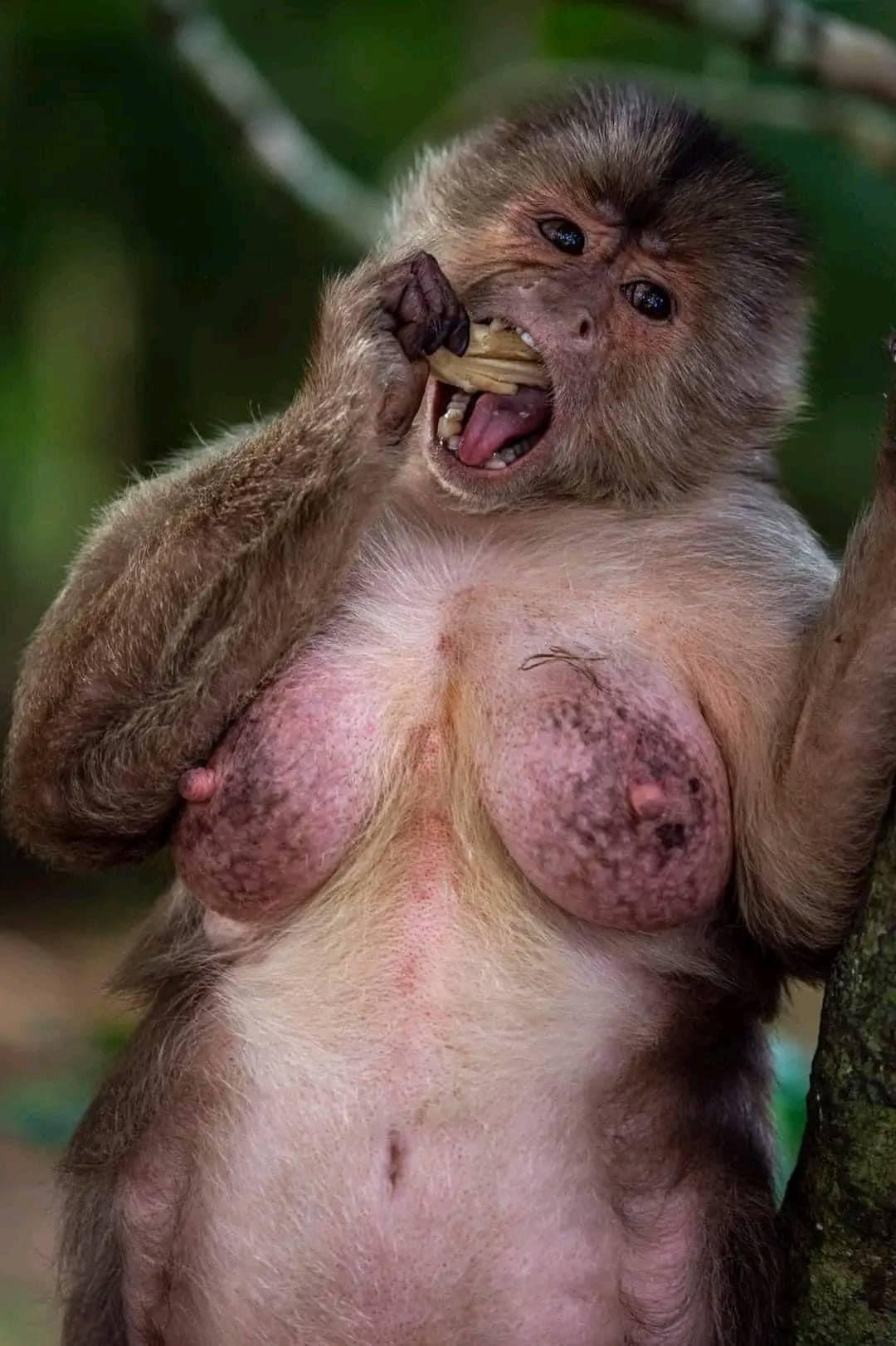 monkey-tits-v0-wp1rzqwcu9aa1.jpg