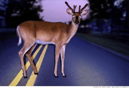 deer_headlights.jpg