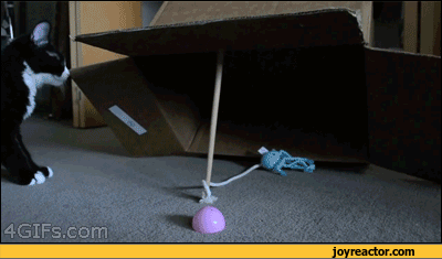 gif-box-cat-trap-681628.gif