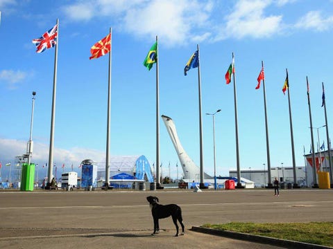 sochi-dogs-1.jpg
