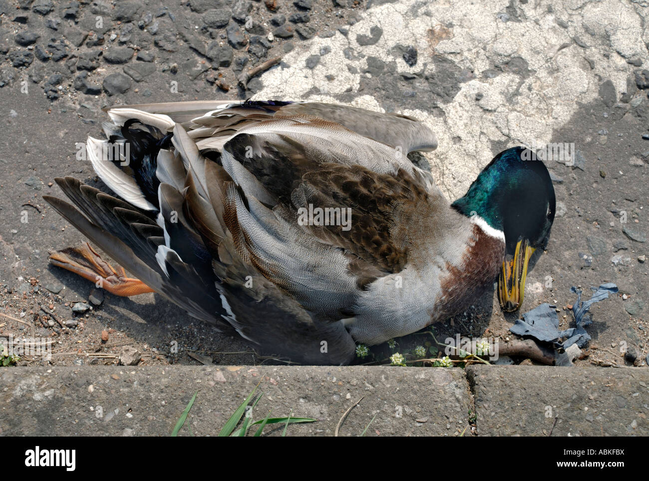 roadkill-dead-duck-mallard-hit-by-truck-ABKFBX.jpg