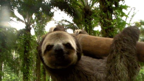 sloth-gif.gif